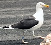 7095jp36.jpg (66909 bytes)